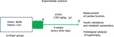 Irisin Improves Myocardial Performance and Attenuates Insulin Resistance in Spontaneous Mutation (Leprdb) Mice